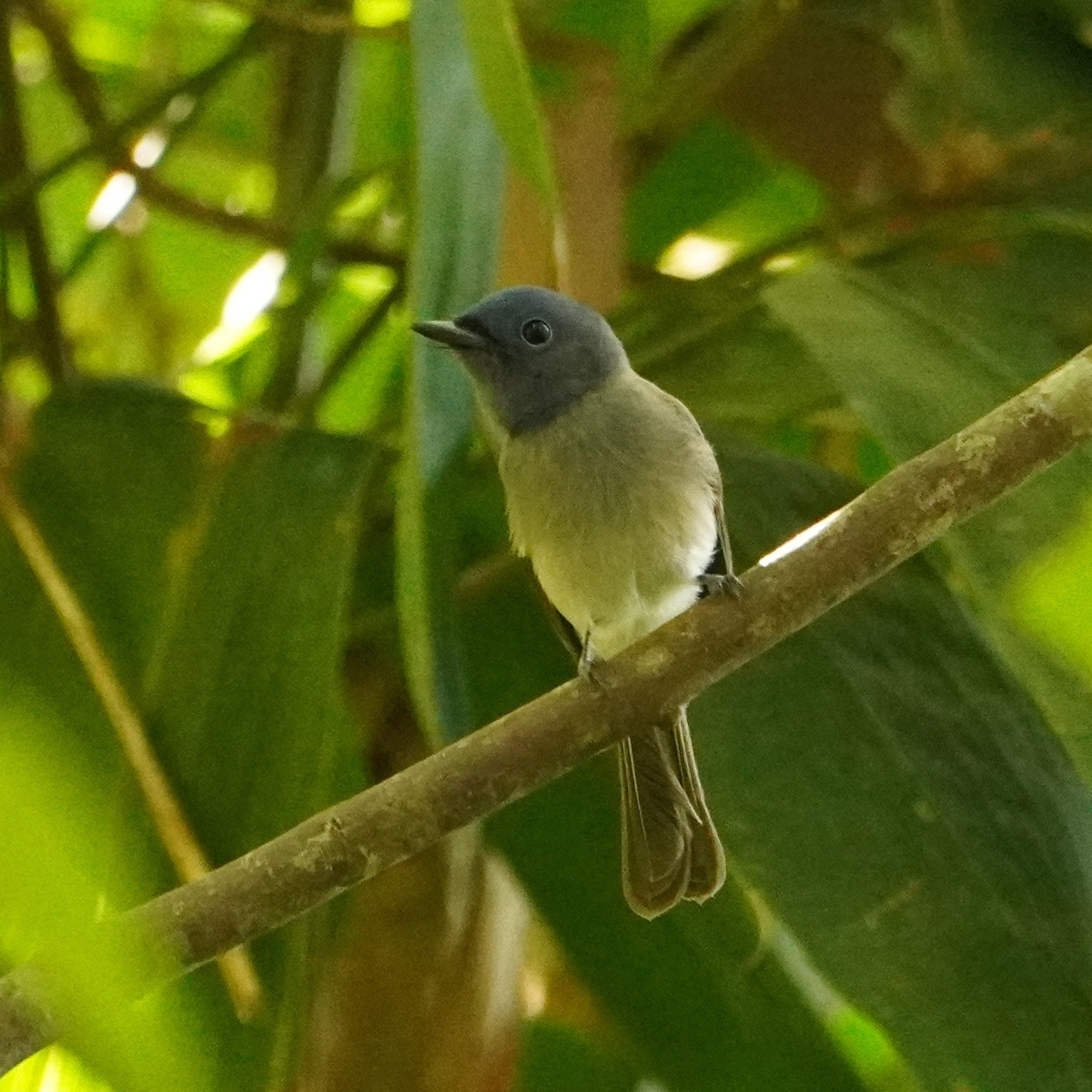 Black-naped Monarch (Hypothymis azurea), photo 8