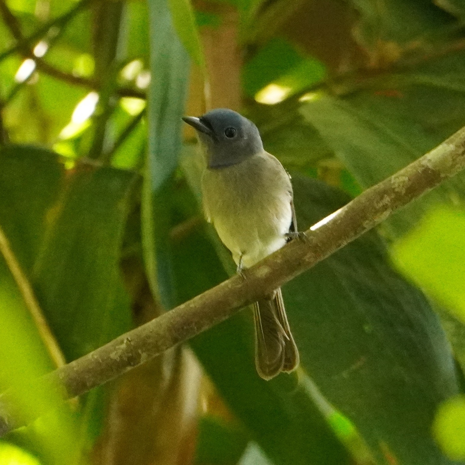 Black-naped Monarch (Hypothymis azurea), photo 9