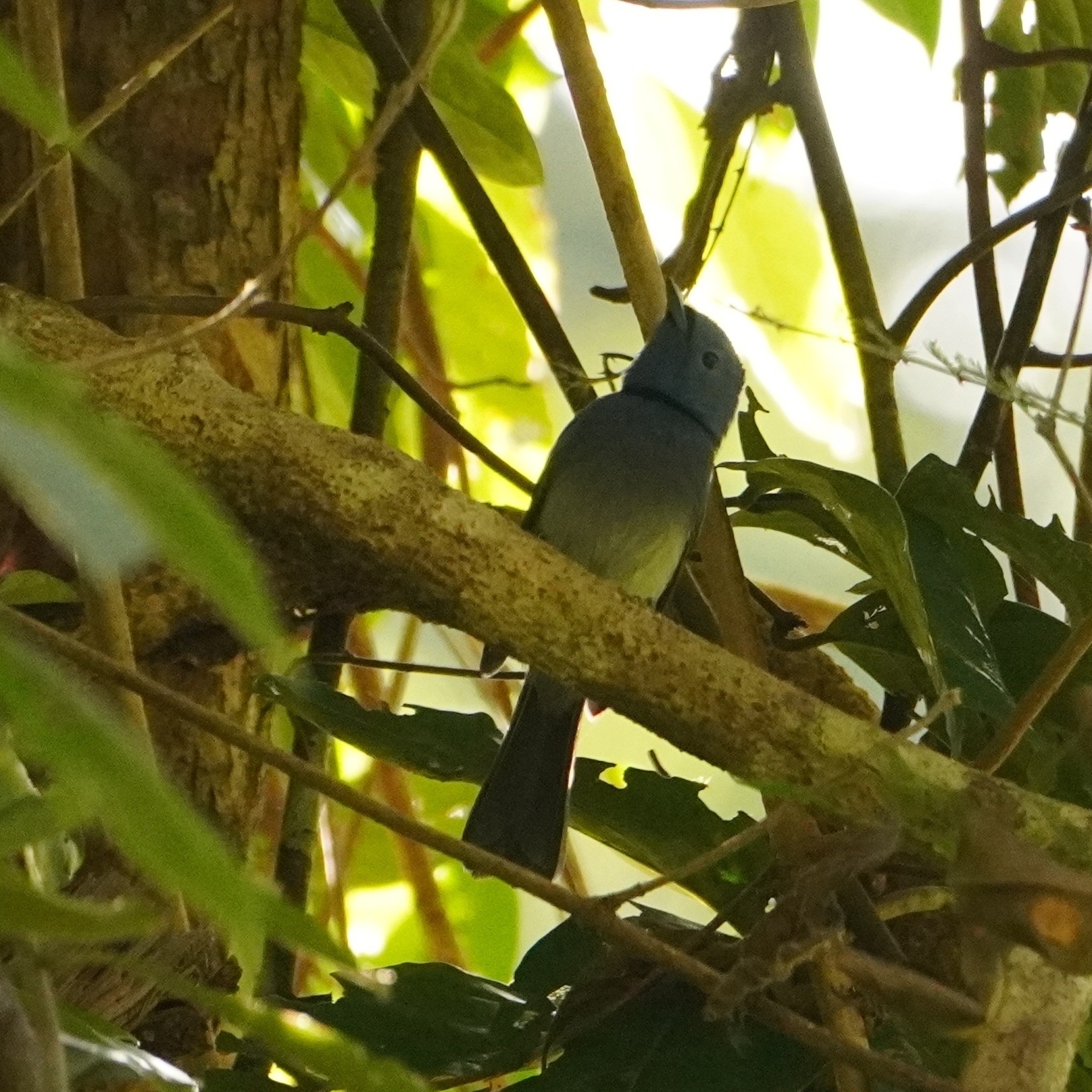 Black-naped Monarch (Hypothymis azurea), photo 1