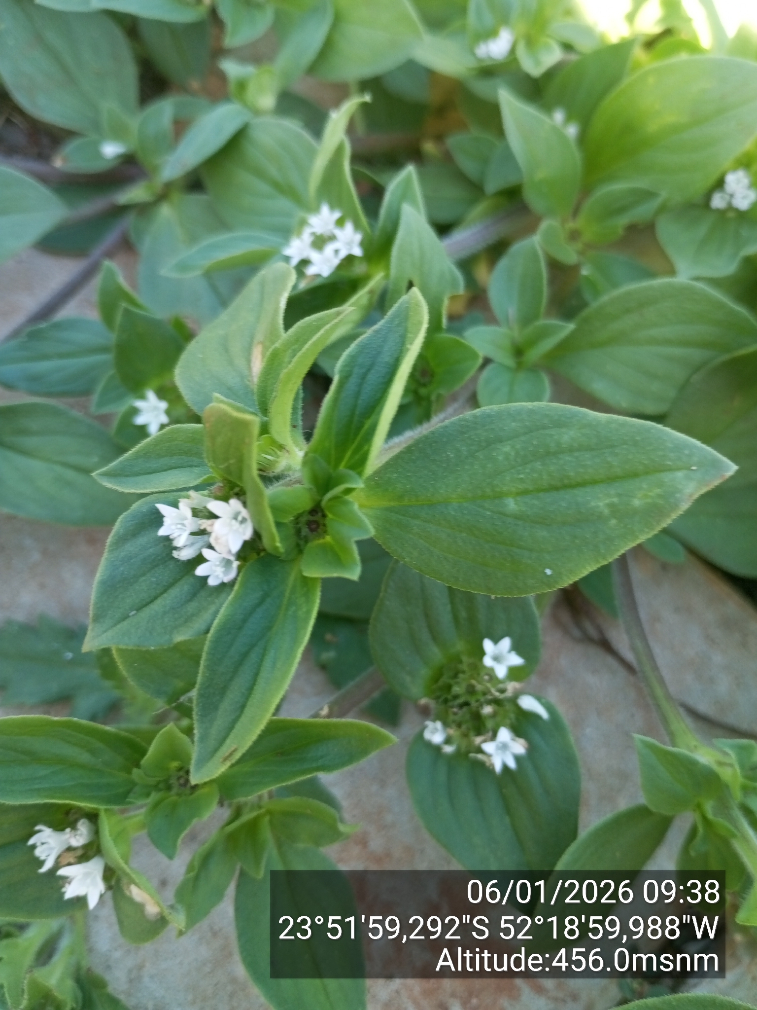 Richardia brasiliensis