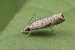 Culladia hastiferalis