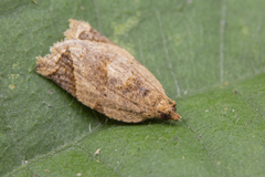 Neocalyptis affinisana