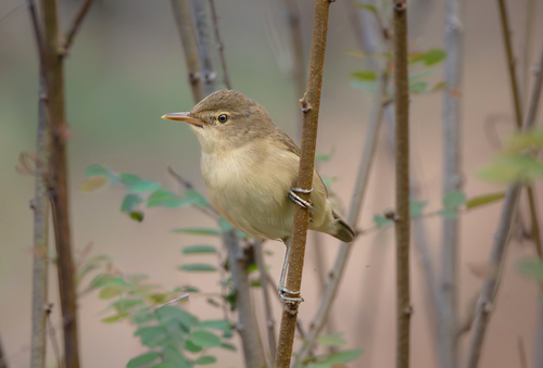 Blyth's Reed Warbler (Acrocephalus dumetorum), photo 10