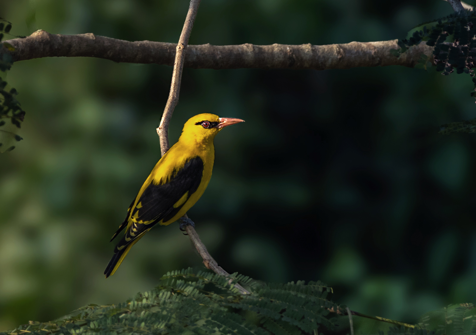 Indian Golden Oriole (Oriolus kundoo), photo 4