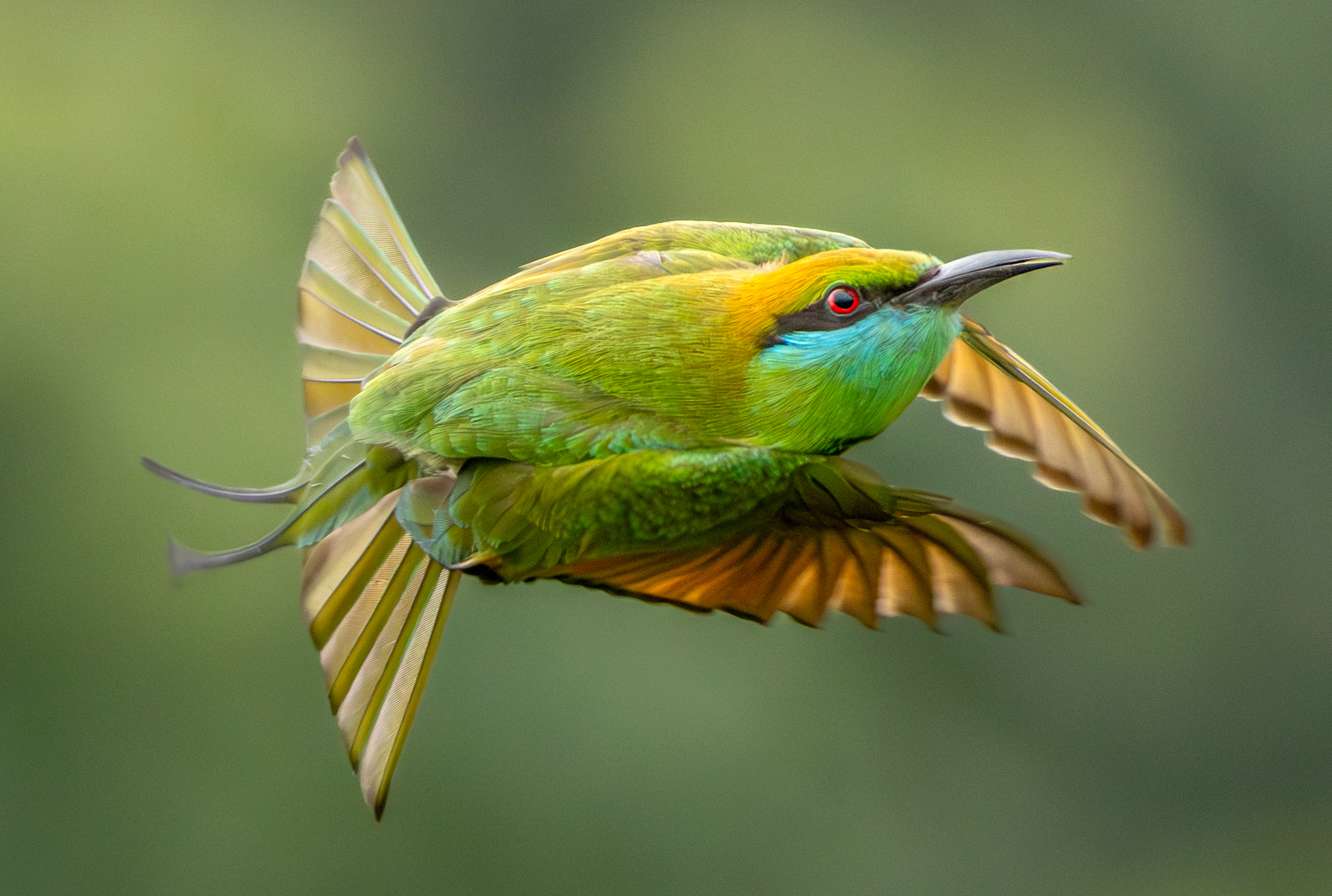Asian Green Bee-eater (Merops orientalis), photo 7