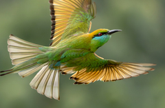 Green Bee-Eater photo 1