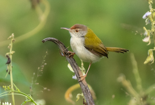 Common Tailorbird (Orthotomus sutorius), photo 6