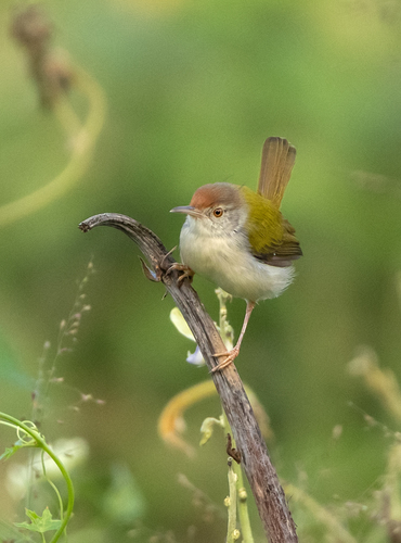 Common Tailorbird (Orthotomus sutorius), photo 7