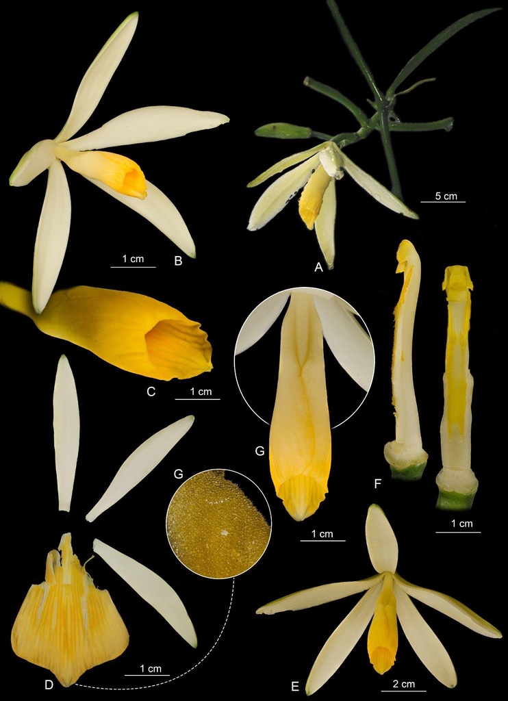 Vanilla sekut