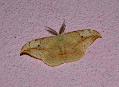 Drepana pallida