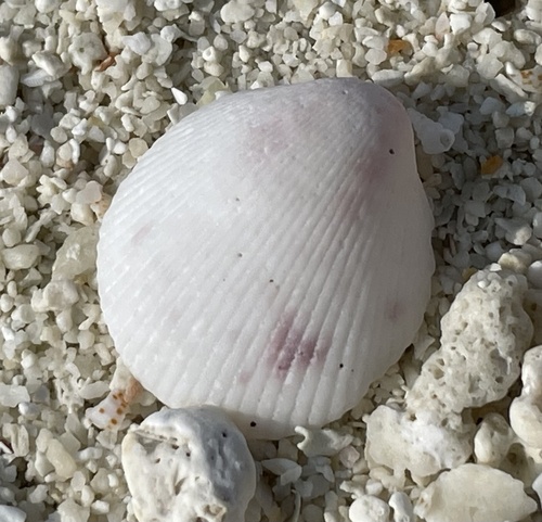 Acrosterigma simplex