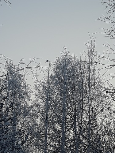 Eurasian Magpie