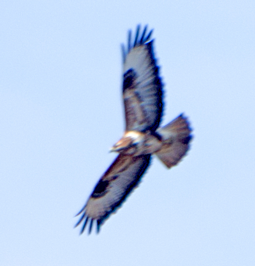 Long-legged Buzzard