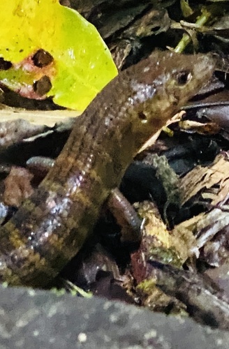 Eugongylus rufescens observed 2026-01-06