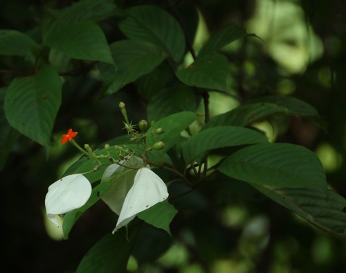 White Flag (Mussaenda glabrata)