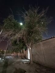 Ziziphus jujuba