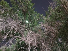 Ziziphus jujuba