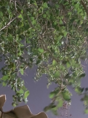 Ziziphus jujuba