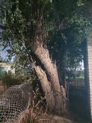 Ziziphus jujuba