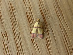 Heteroteucha distephana