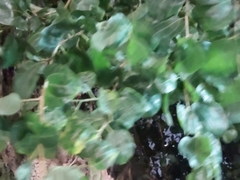 Ziziphus jujuba