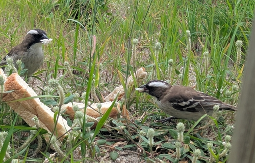 White-browed Sparrow-Weaver (Plocepasser mahali), photo 1