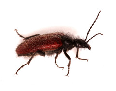 Iselma pallidipennis