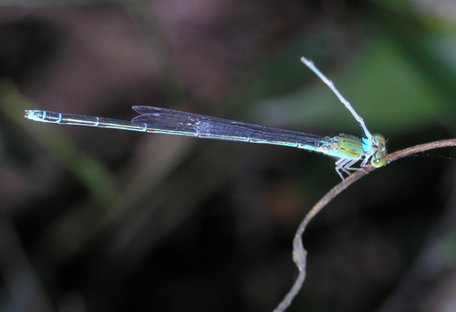 Photo of Orange-faced Sprite (Pseudagrion rubriceps)