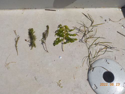 eel-grass pondweed (Potamogeton zosteriformis)