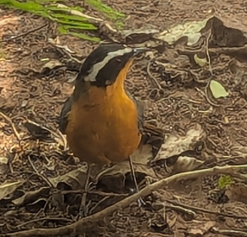 White-browed Robin-Chat (Cossypha heuglini)