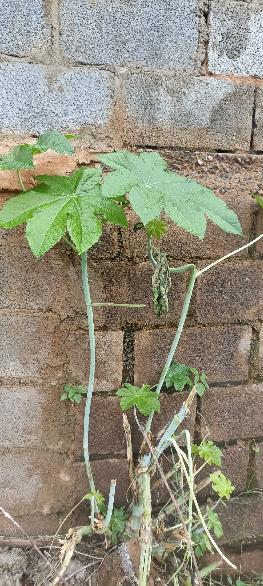 Ricinus communis