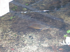 Astronotus ocellatus