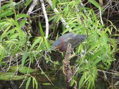Butorides virescens image