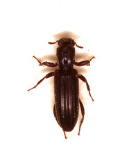 Ogmoderes angusticollis