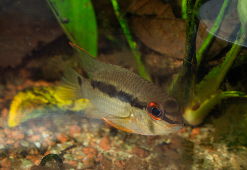 Guianan krobia (Krobia guianensis) — Cichlidae — 5
