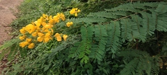 Senna multijuga, photograph (c) fmunoz, some rights reserved (CC BY)