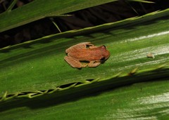 Dendropsophus nanus