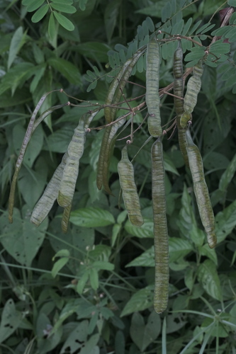 Senna multijuga, photograph 4