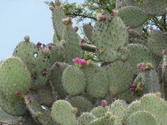 Opuntia pilifera