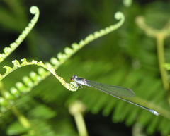 Pseudagrion pruinosum
