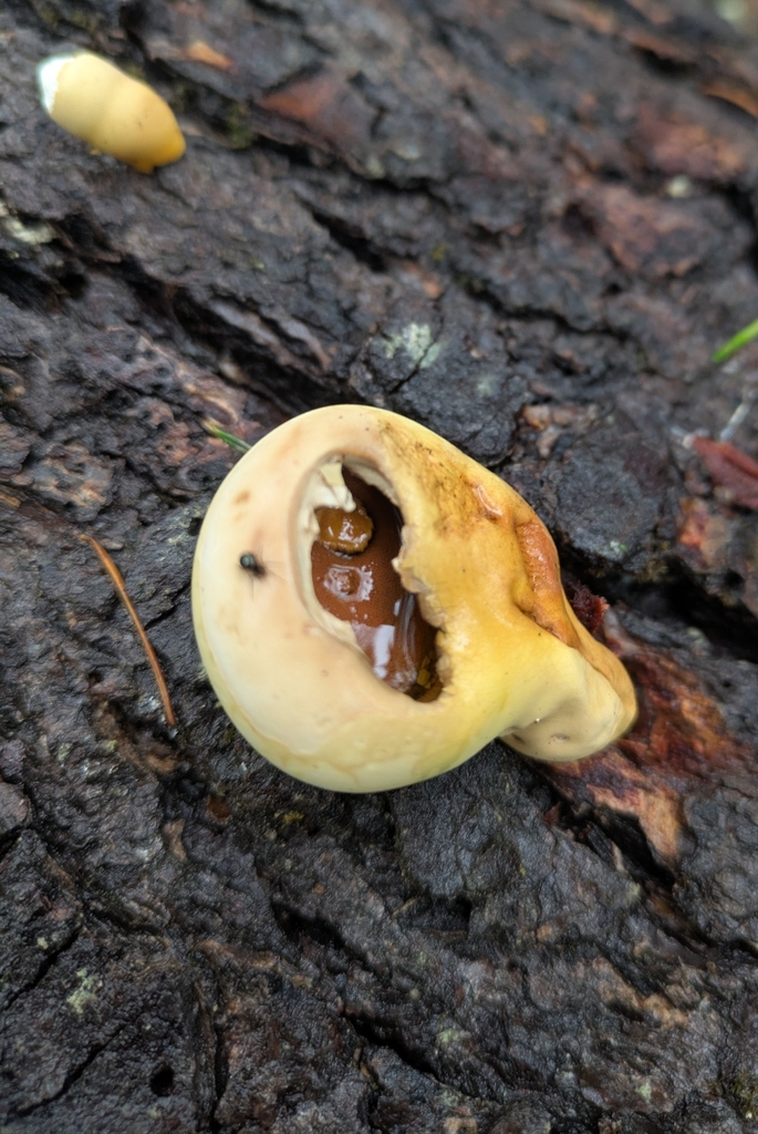 Cryptoporus volvatus · December 2025 · photo: © sorrelsprout (iNaturalist, cc-by)