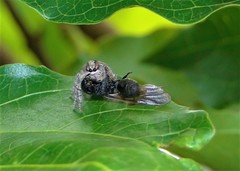 Megafreya sutrix