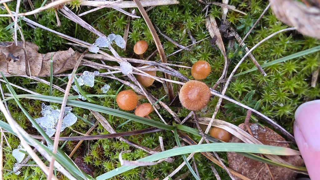 Rickenella fibula · January 2026 · photo: © christoph_moning (iNaturalist, cc-by)