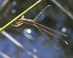 Lestes concinnus