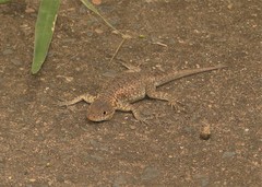 Tropidurus catalanensis