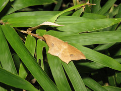 Krananda falcata