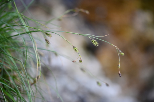 Ice sedge (Carex frigida)