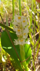 Pontederia ovalis