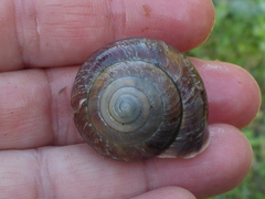 Helminthoglypta arrosa