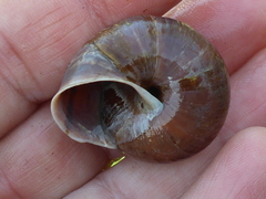 Helminthoglypta arrosa